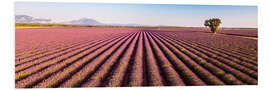 Foam board print Lavender field, France