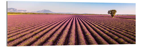 Gallery print Lavender field, France