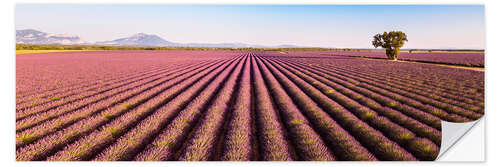 Naklejka na ścianę Lavender field, France