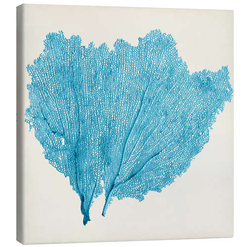 Canvas print Sea Fan azur