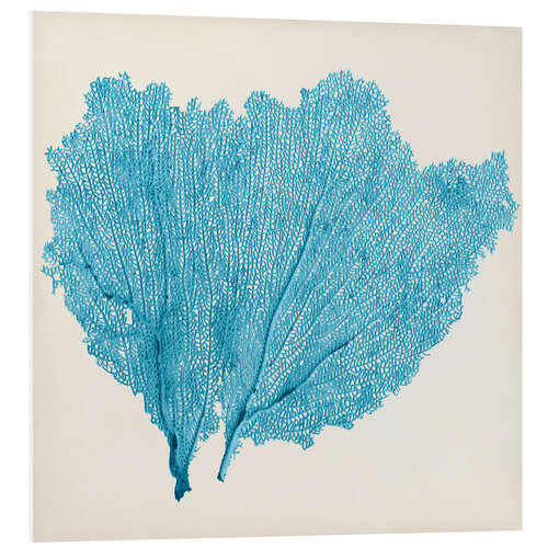 PVC print Sea Fan azur