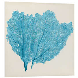 Foam board print Sea Fan azur