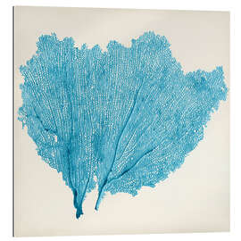 Gallery print Sea Fan azur