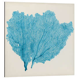 Magnettafel Seefächer azur