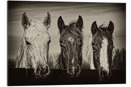 Gallery print Three Amigos I