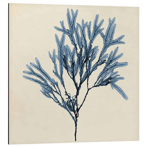 Alumiinitaulu Indigo Coral II