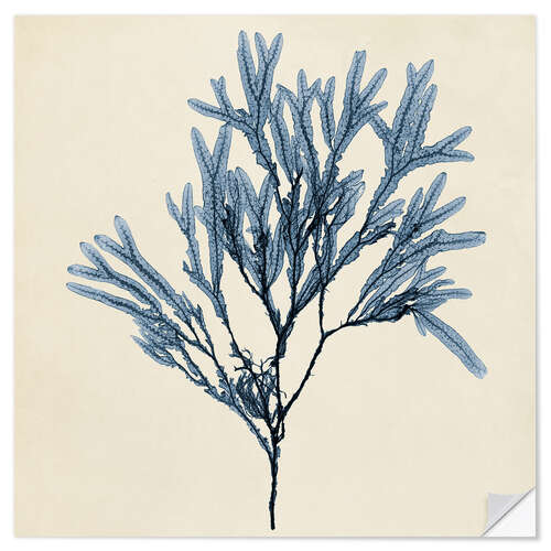 Wall sticker Indigo Coral II