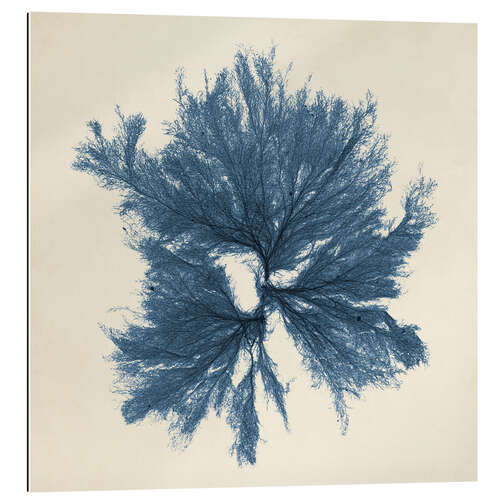 Gallery print Indigo Coral III