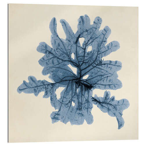 Gallery print Indigo Coral IV