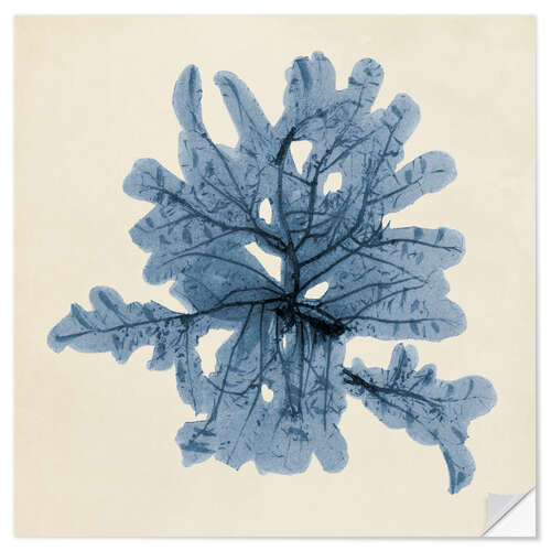 Wall sticker Indigo Coral IV