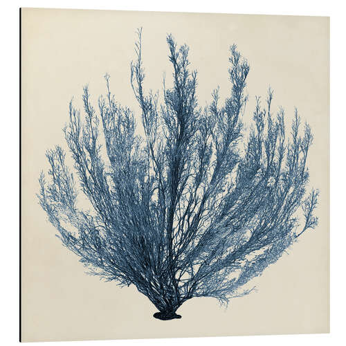 Aluminium print Indigo Coral V