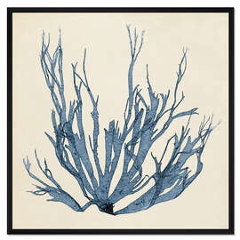 Gerahmter Kunstdruck Indigo Koralle VI - Vision Studio