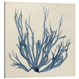 Magnettafel Indigo Koralle VI