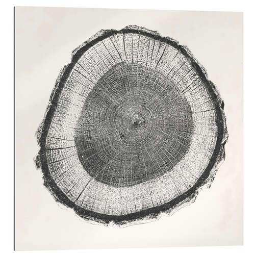 Galleriprint Tree Ring II