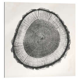 Gallery print Tree Ring II