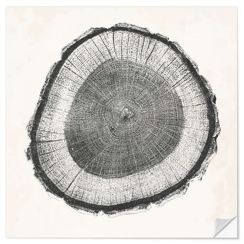 Sisustustarra Tree Ring II