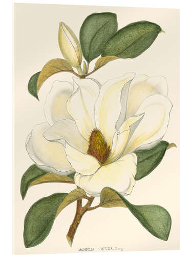 Acrylglas print Magnolia