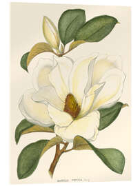 Acrylic print  Magnolia - John Silva
