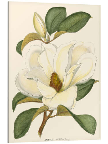 Aluminiumsbilde Magnolia