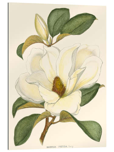 Gallery print Magnolia