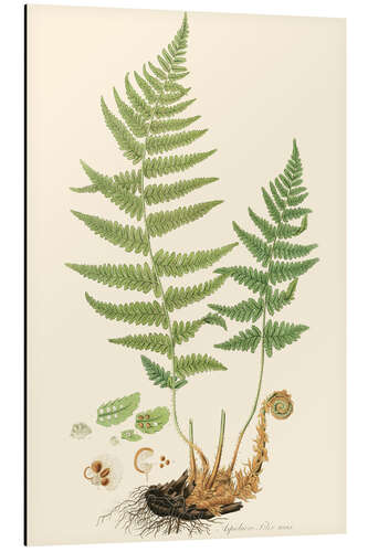 Aluminium print Fern II