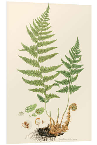 Stampa su PVC Fern II