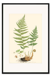 Gerahmter Kunstdruck Farn II