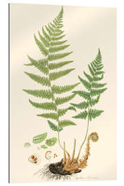 Gallery print Fern II