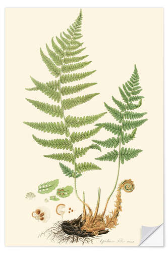 Selvklebende plakat Fern II