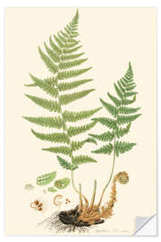 Selvklebende plakat Fern II