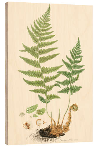 Stampa su legno Fern II