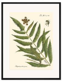 Gerahmter Kunstdruck Vintage Farn II