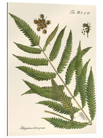 Gallery print Vintage Fern II