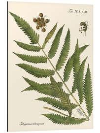 Magnettafel Vintage Farn II