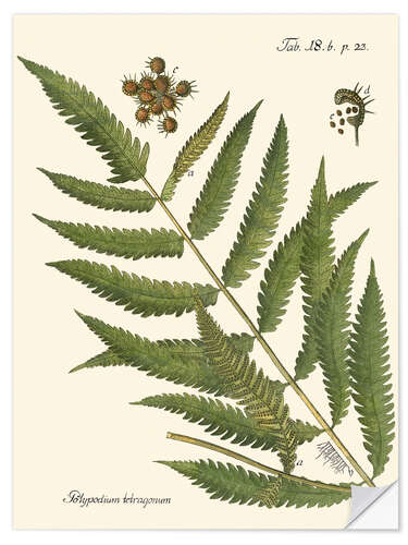 Wall sticker Vintage Fern II