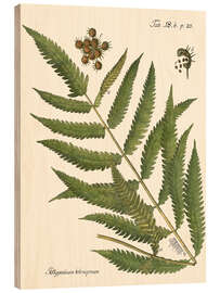 Wood print Vintage Fern II