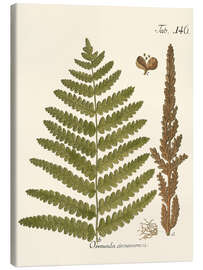 Canvastavla Vintage Fern I