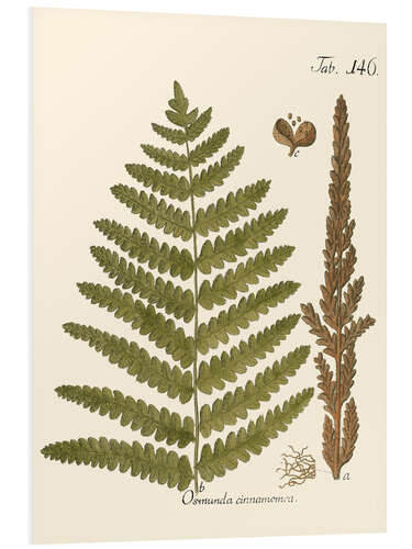 Foam board print Vintage Fern I