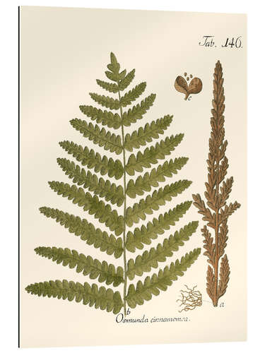 Galleriataulu Vintage Fern I