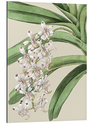 Alubild Orchideenblüte I