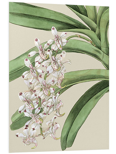 PVC-taulu Orchid blossom I