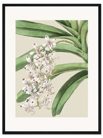 Gerahmter Kunstdruck Orchideenblüte I