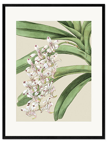 Ingelijste kunstdruk Orchid blossom I