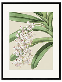 Kunsttryk i ramme Orchid blossom I