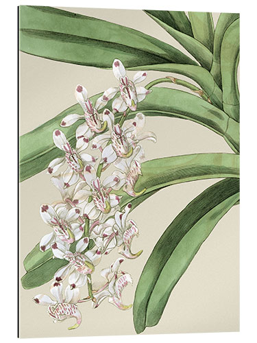 Gallery print Orchid blossom I