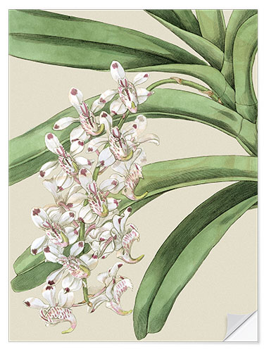 Selvklæbende plakat Orchid blossom I