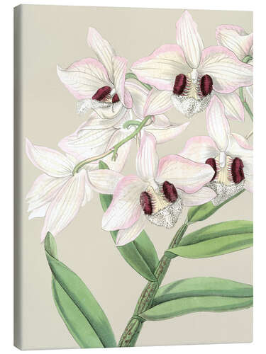 Canvas print Orchid blossom II