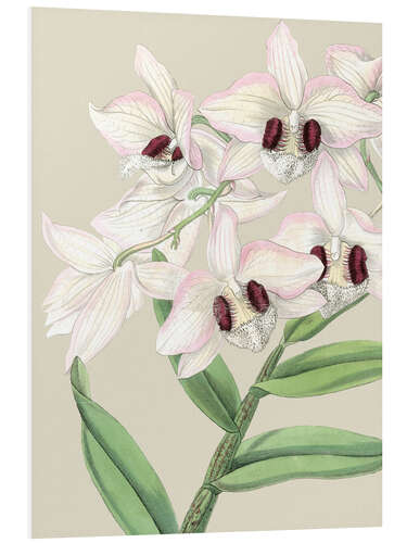 Foam board print Orchid blossom II