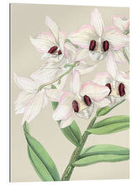 Gallery print Orchid blossom II