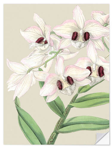 Selvklæbende plakat Orchid blossom II